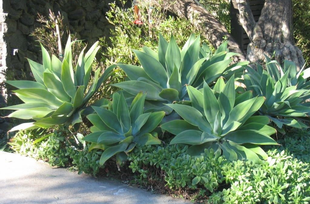 Plant of the week – Agave Attenuata