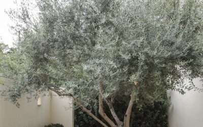OLIVE TREE