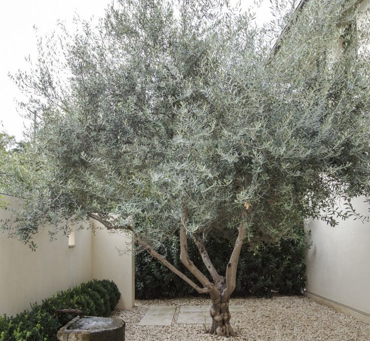 Olive Tree Plant Care: Water, Light, Nutrients